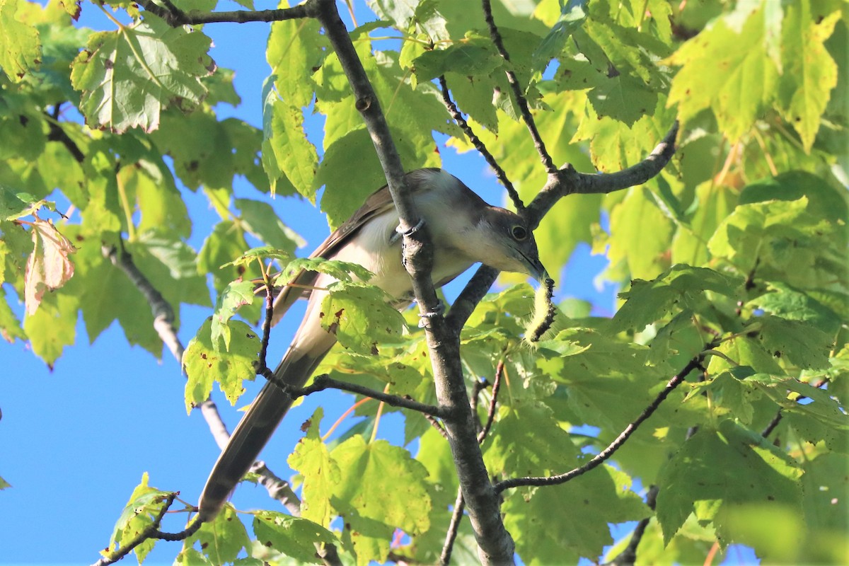 Black-billed Cuckoo - ML604228001