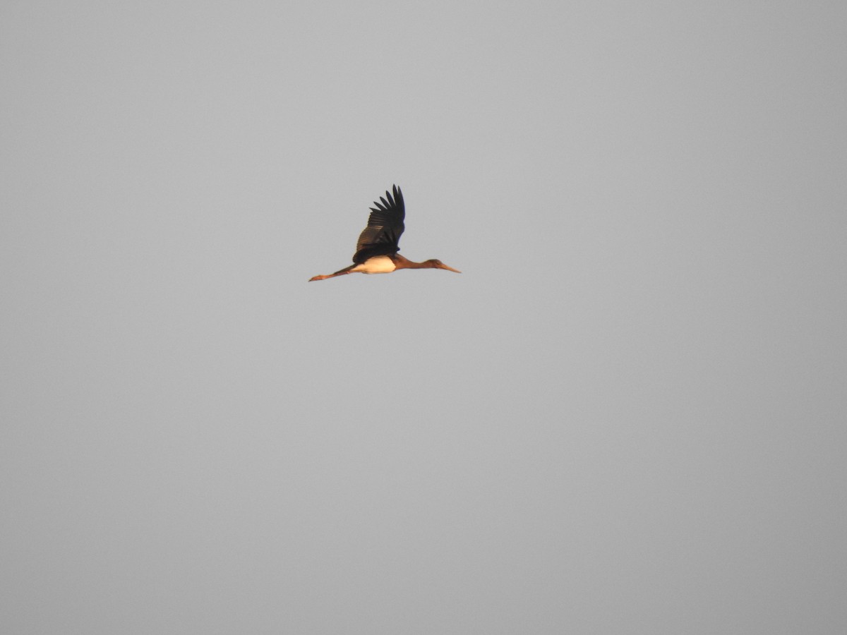 Black Stork - ML604228731