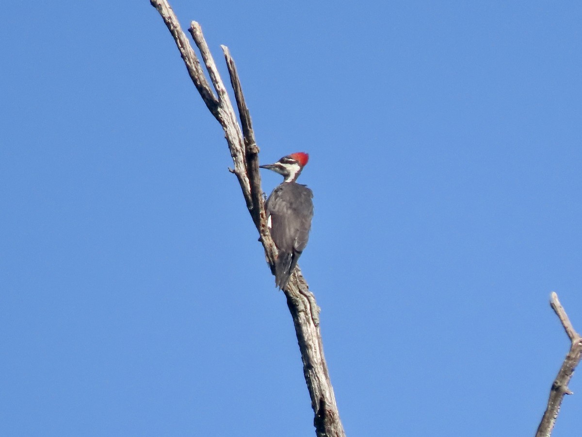 Pileated Woodpecker - ML604229401