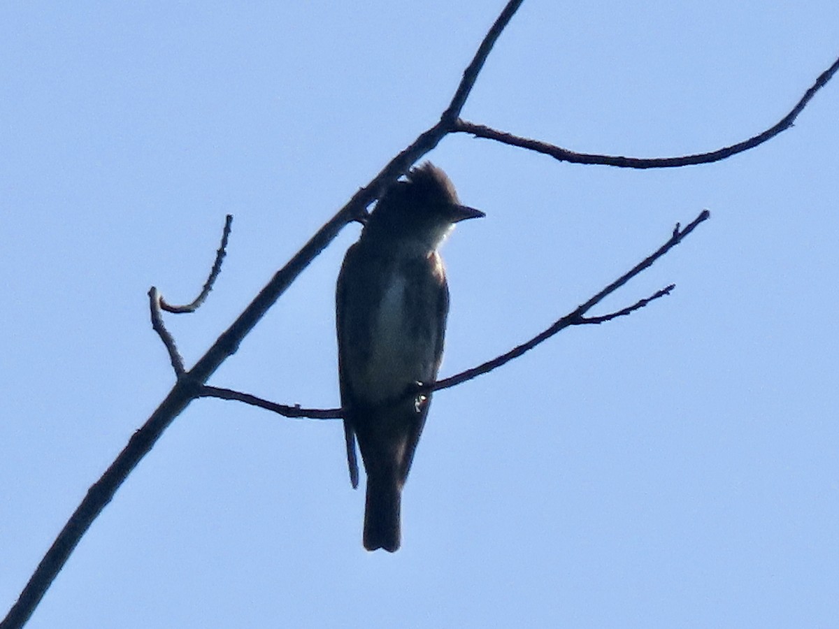 Olive-sided Flycatcher - ML604229751