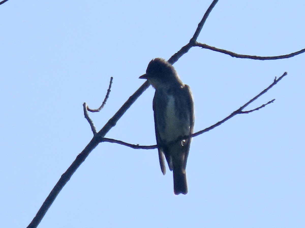 Olive-sided Flycatcher - ML604229771