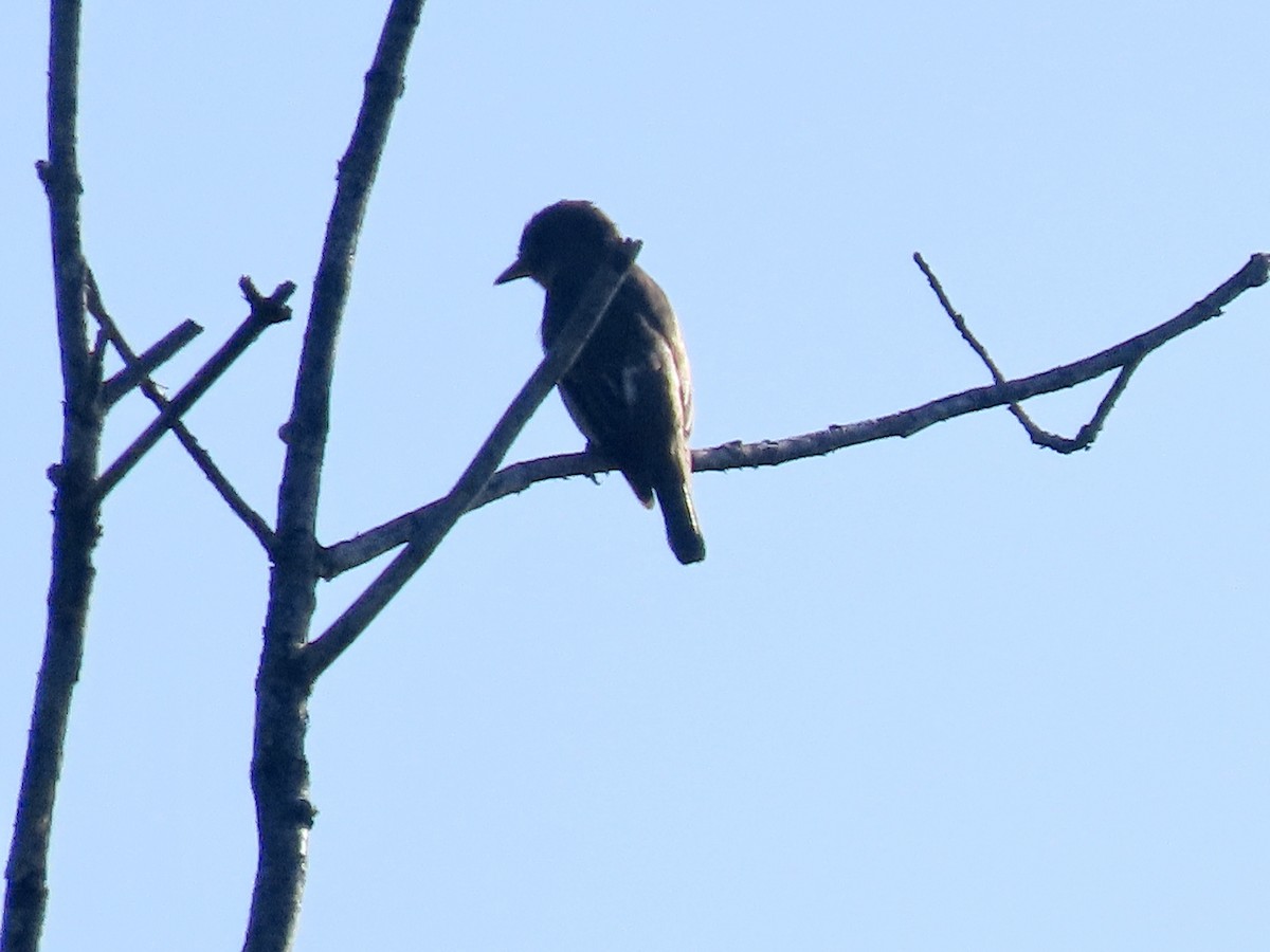 Olive-sided Flycatcher - ML604229911