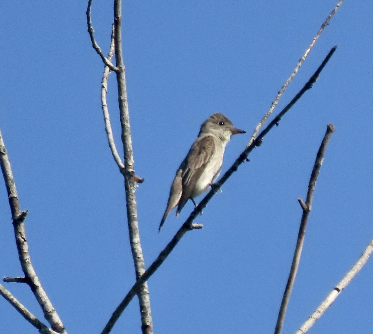 Olive-sided Flycatcher - ML604229961