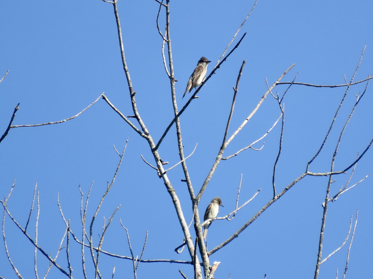 Eastern Wood-Pewee - ML604230021
