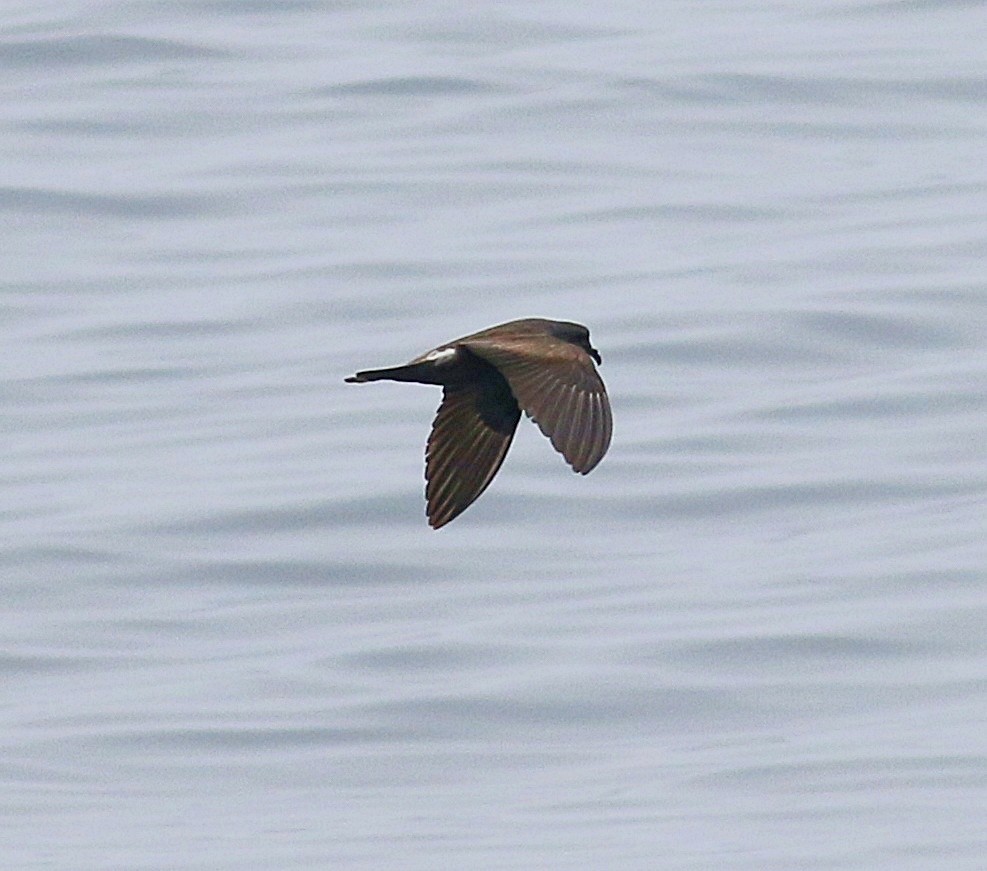 Leach's/Townsend's Storm-Petrel (white-rumped) - ML604230261