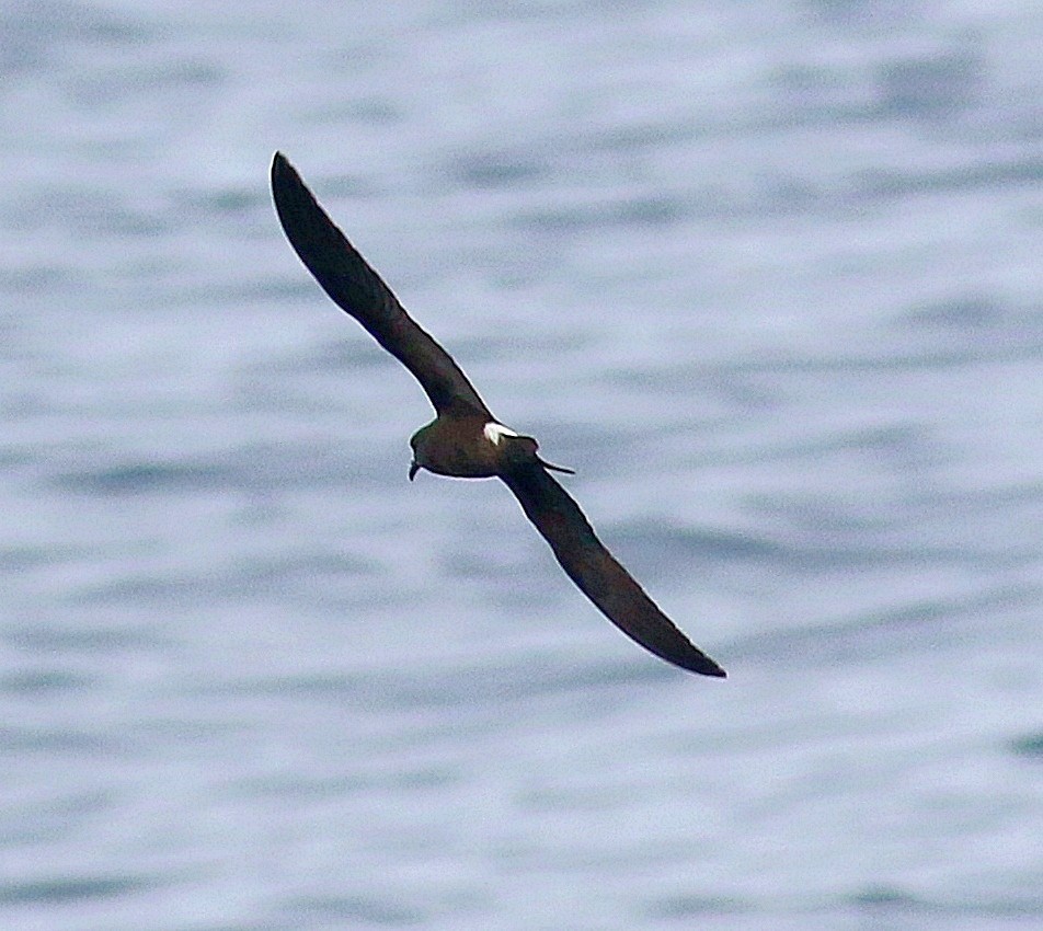 Leach's/Townsend's Storm-Petrel (white-rumped) - ML604230291