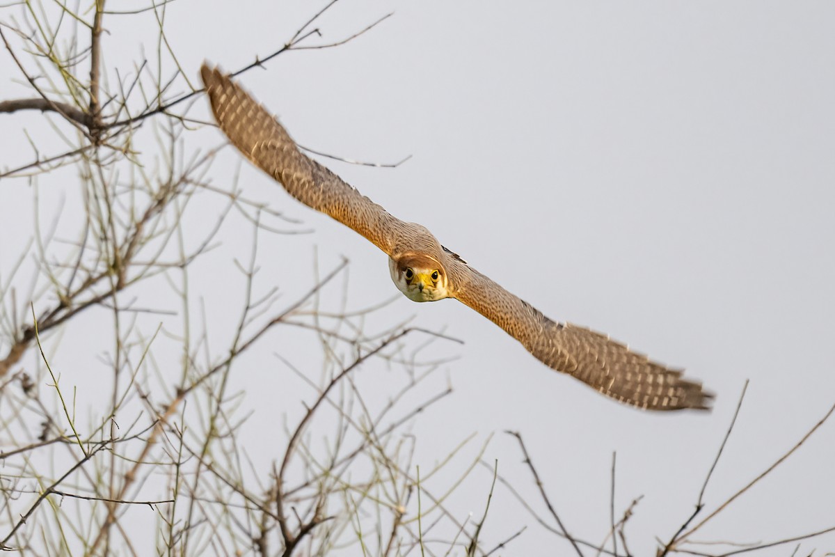 Red-necked Falcon - ML604230411