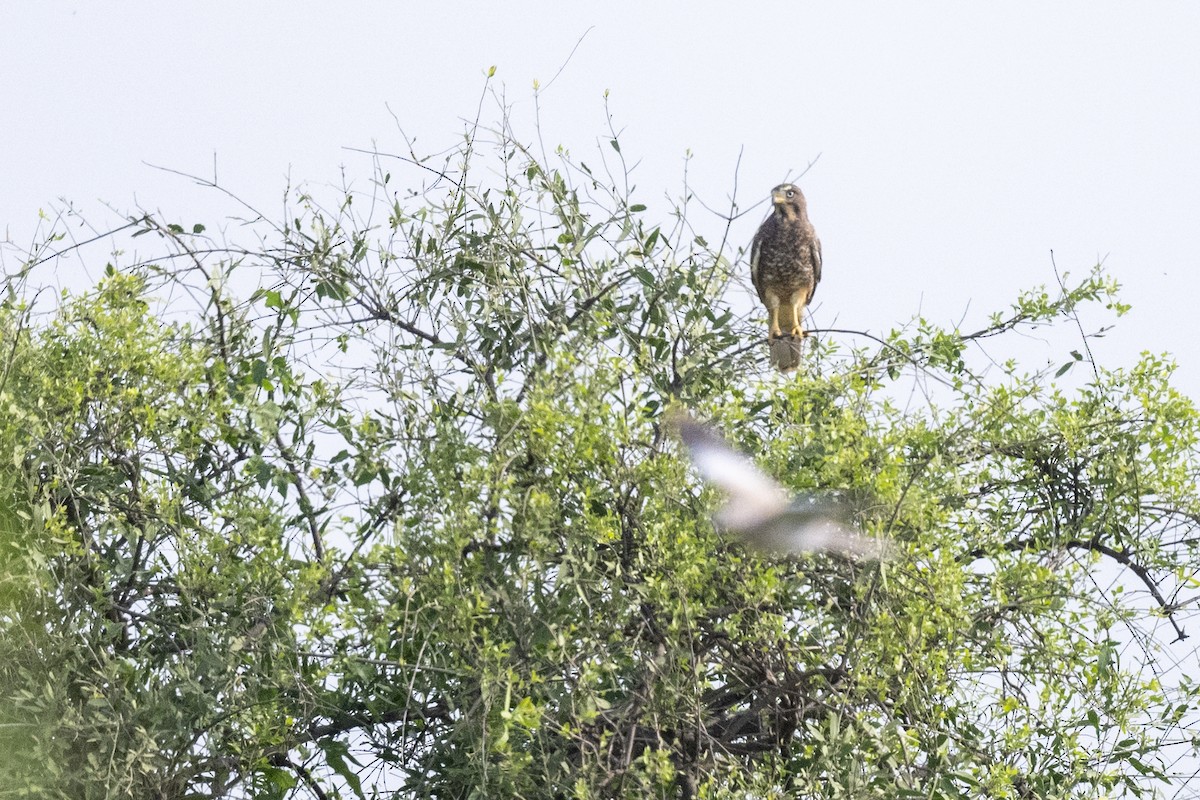 Weißaugenbussard - ML604230741