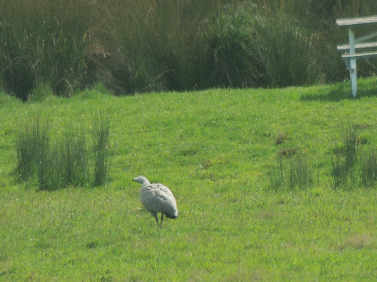 Cape Barren Goose - ML604230861