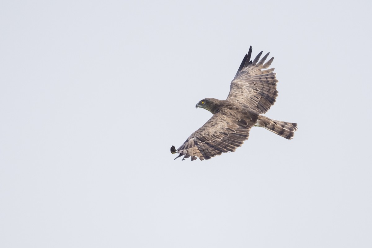 Short-toed Snake-Eagle - Divesh Kumar Saini