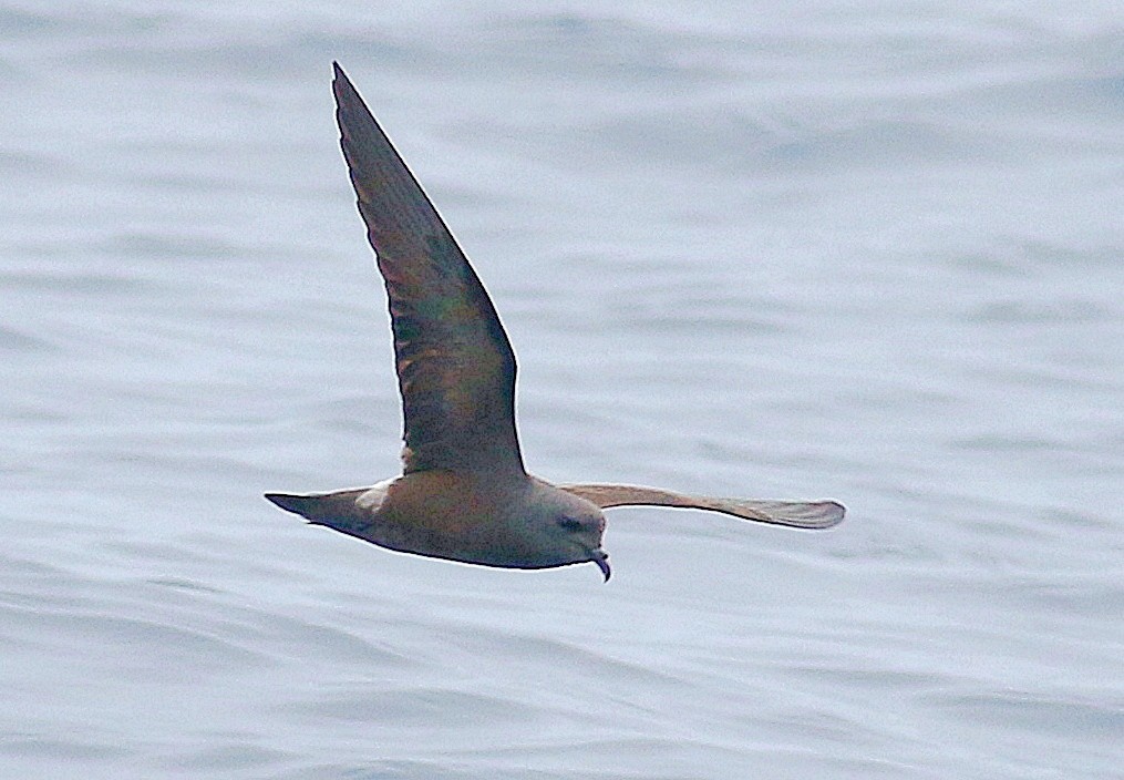 コシジロウミツバメ／タウンゼンドウミツバメ（white-rumped） - ML604231331