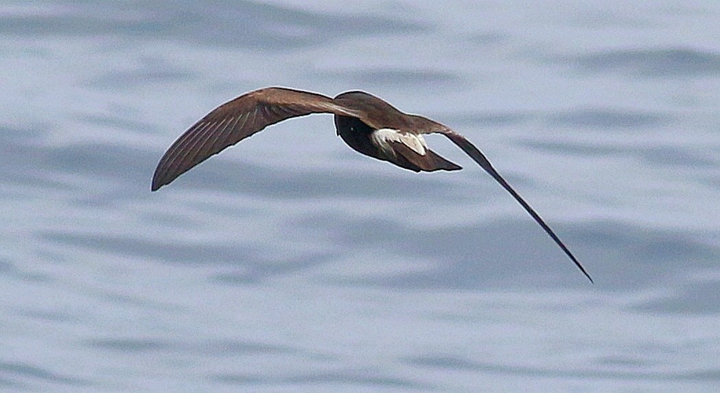 Leach's/Townsend's Storm-Petrel (white-rumped) - ML604231391