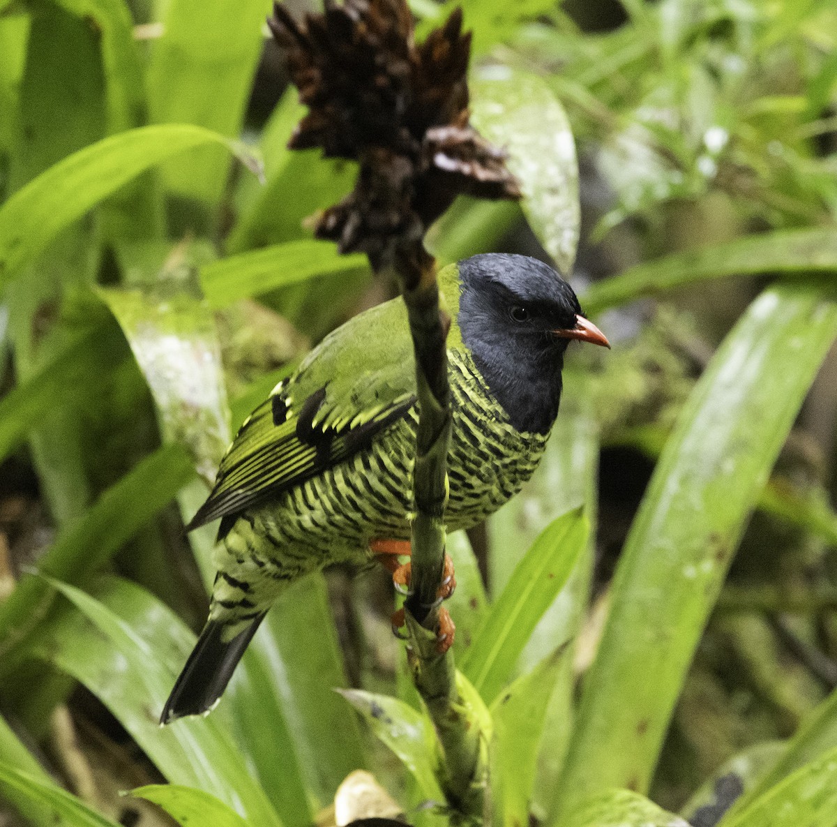 Barred Fruiteater - joan garvey