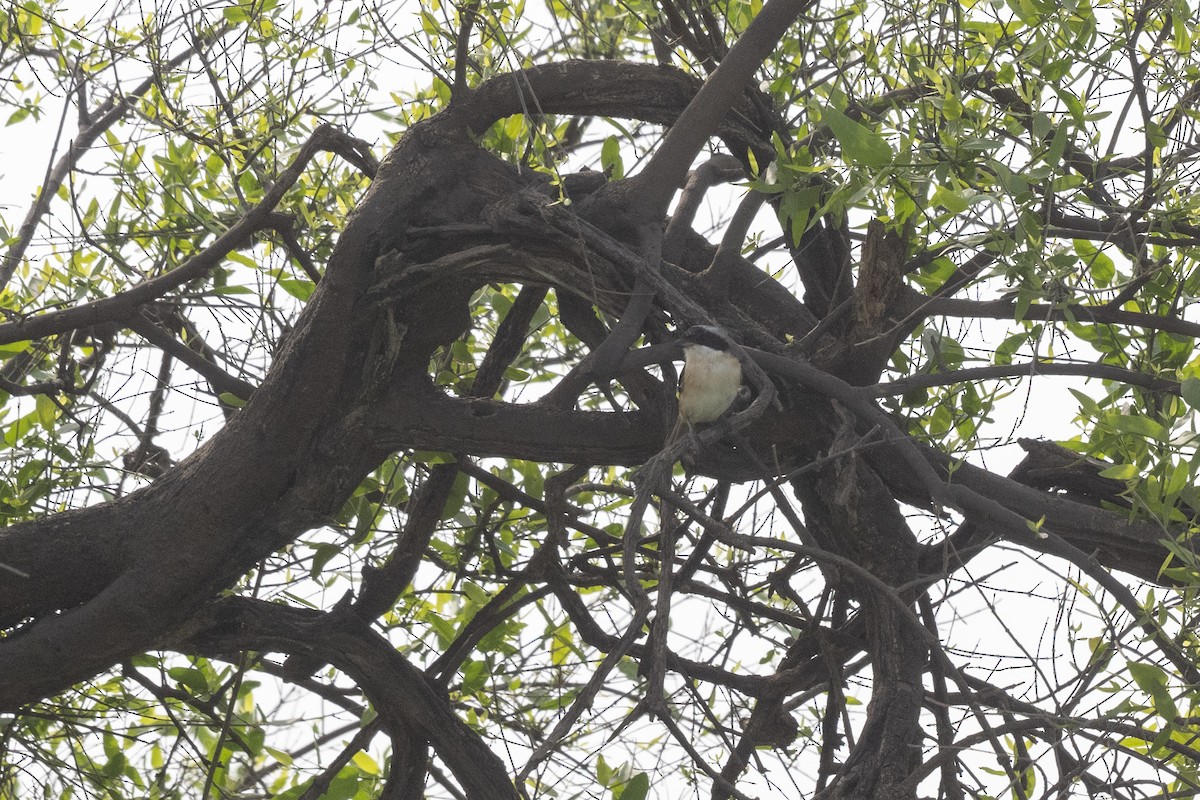 Bay-backed Shrike - ML604231501