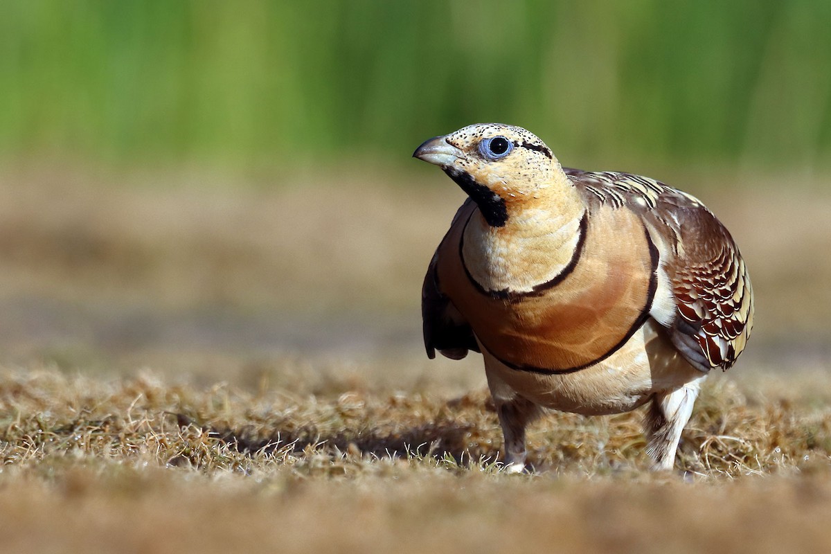 Pin-tailed Sandgrouse - ML604231521