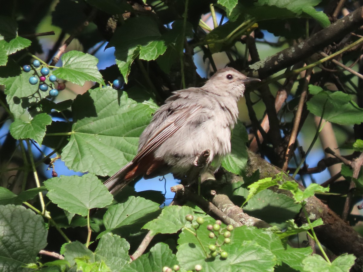 Gray Catbird - ML604232001