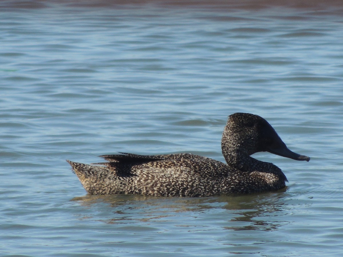 Freckled Duck - ML604232011