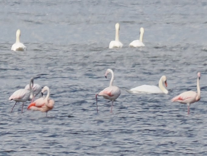 rosenflamingo - ML604232091