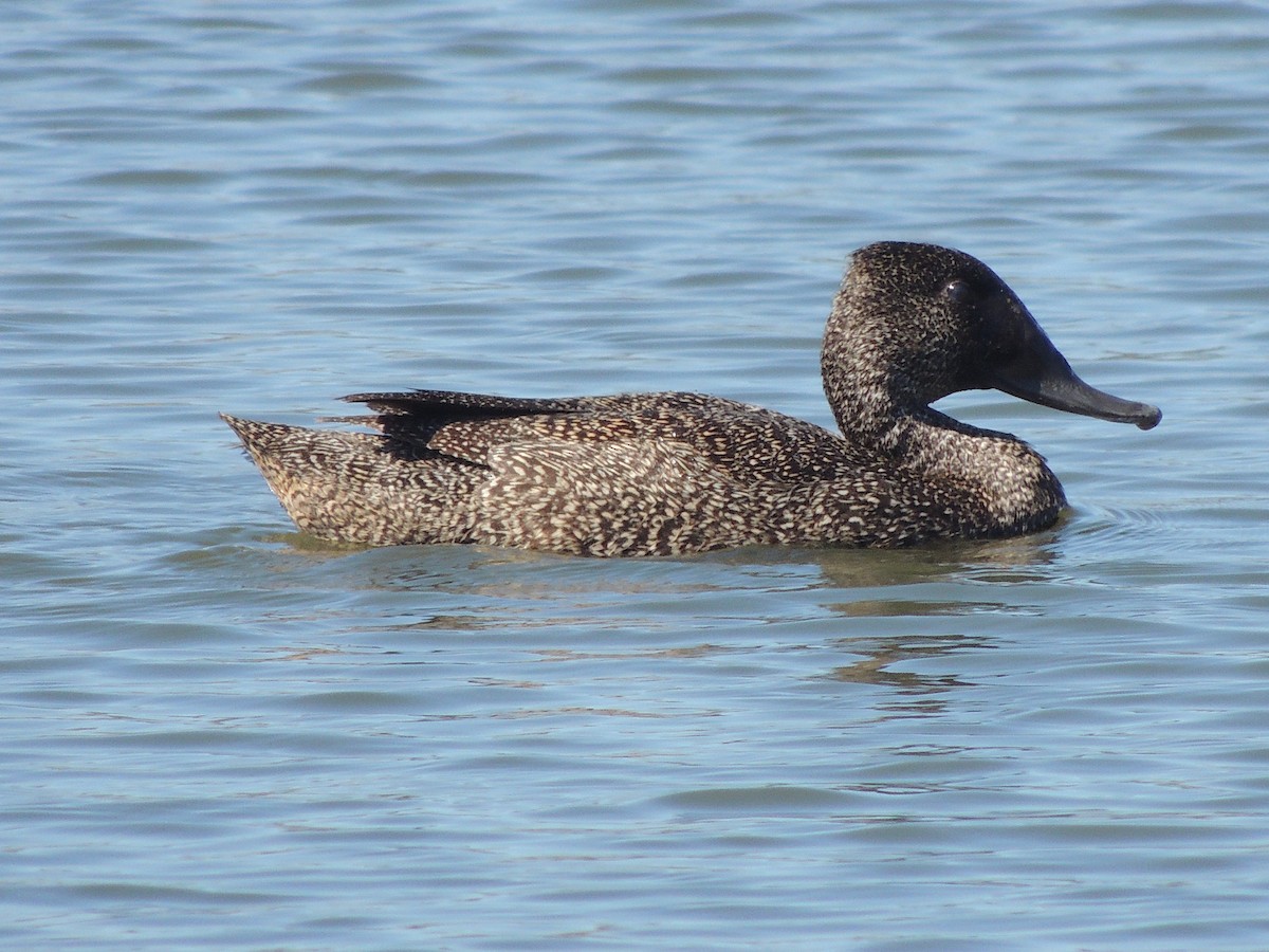 Freckled Duck - ML604232381
