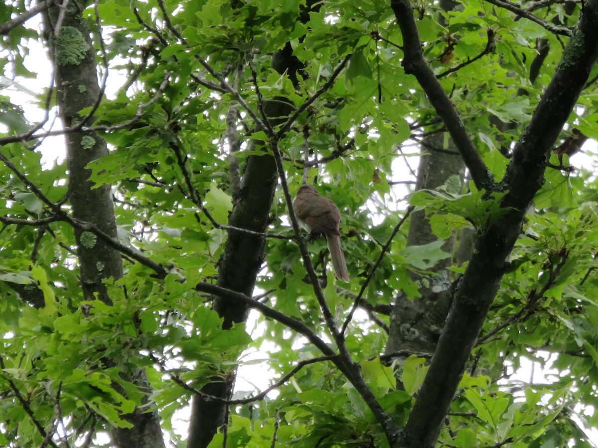 Black-billed Cuckoo - ML60423261