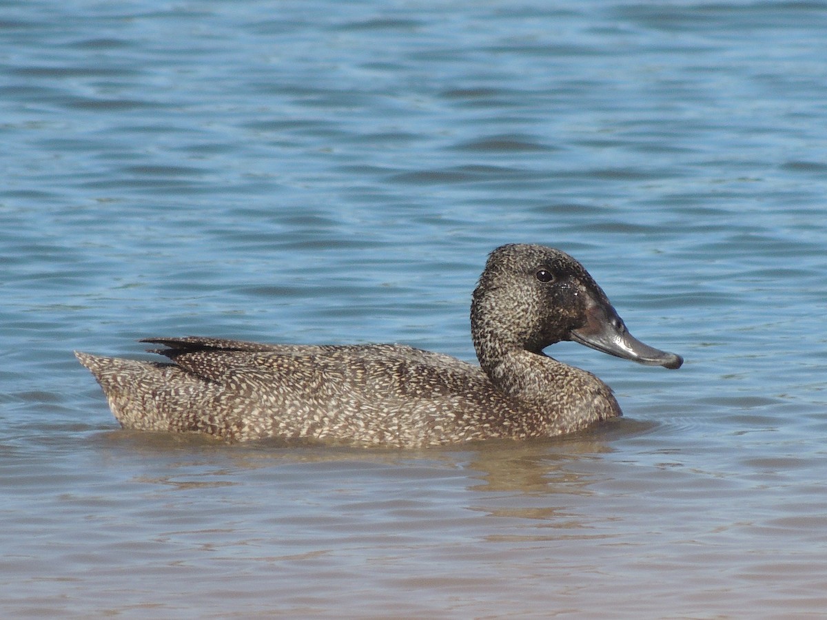Freckled Duck - ML604232651