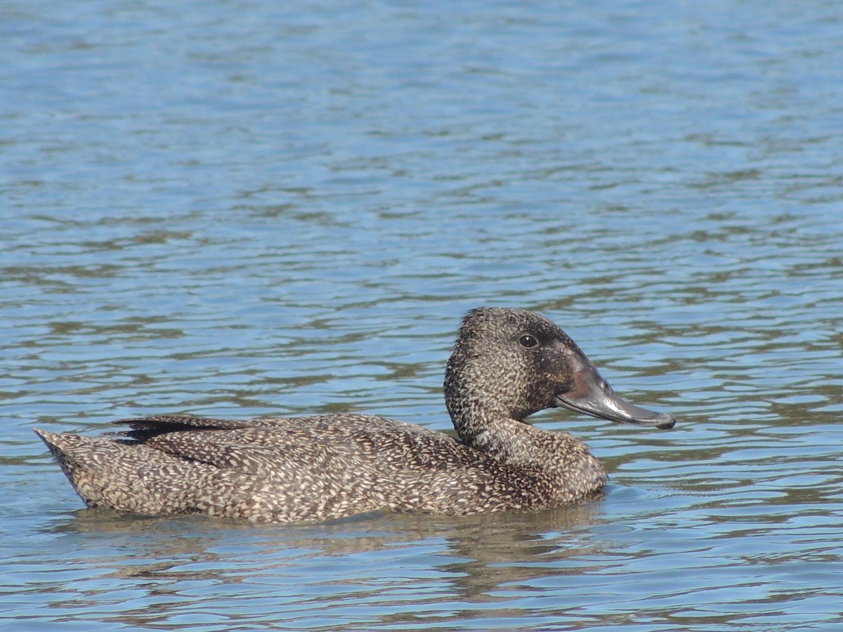 Freckled Duck - ML604233081