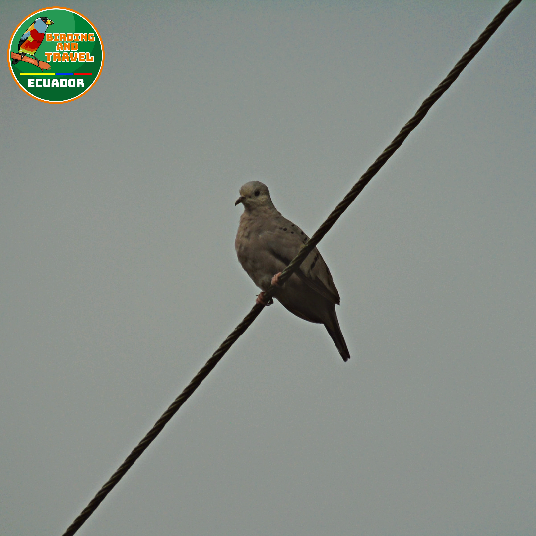 Ecuadorian Ground Dove - ML604233611