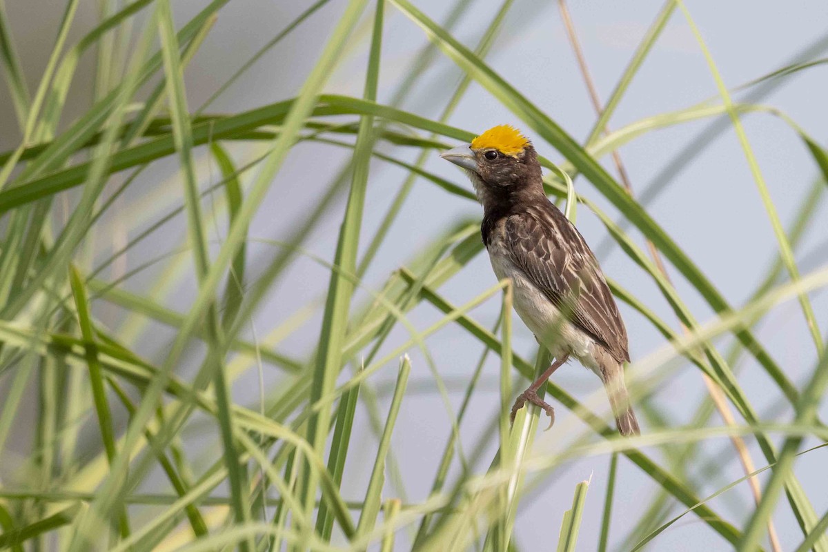 Black-breasted Weaver - ML604234361