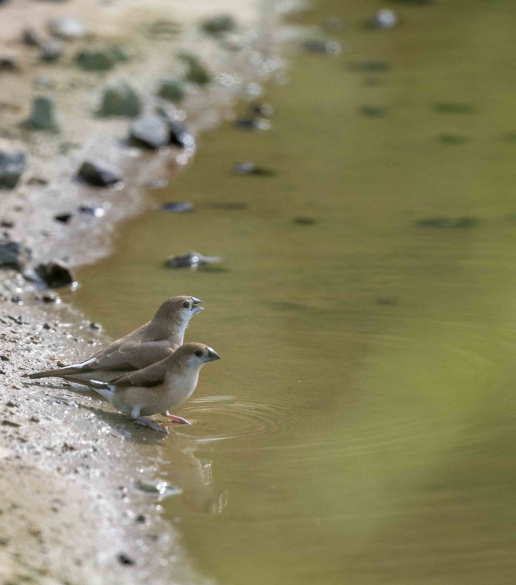 Indian Silverbill - ML604234451