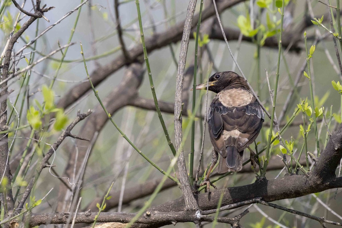 Rosy Starling - ML604234771