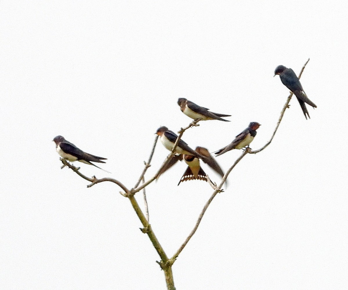 Hirondelle rustique - ML604235021