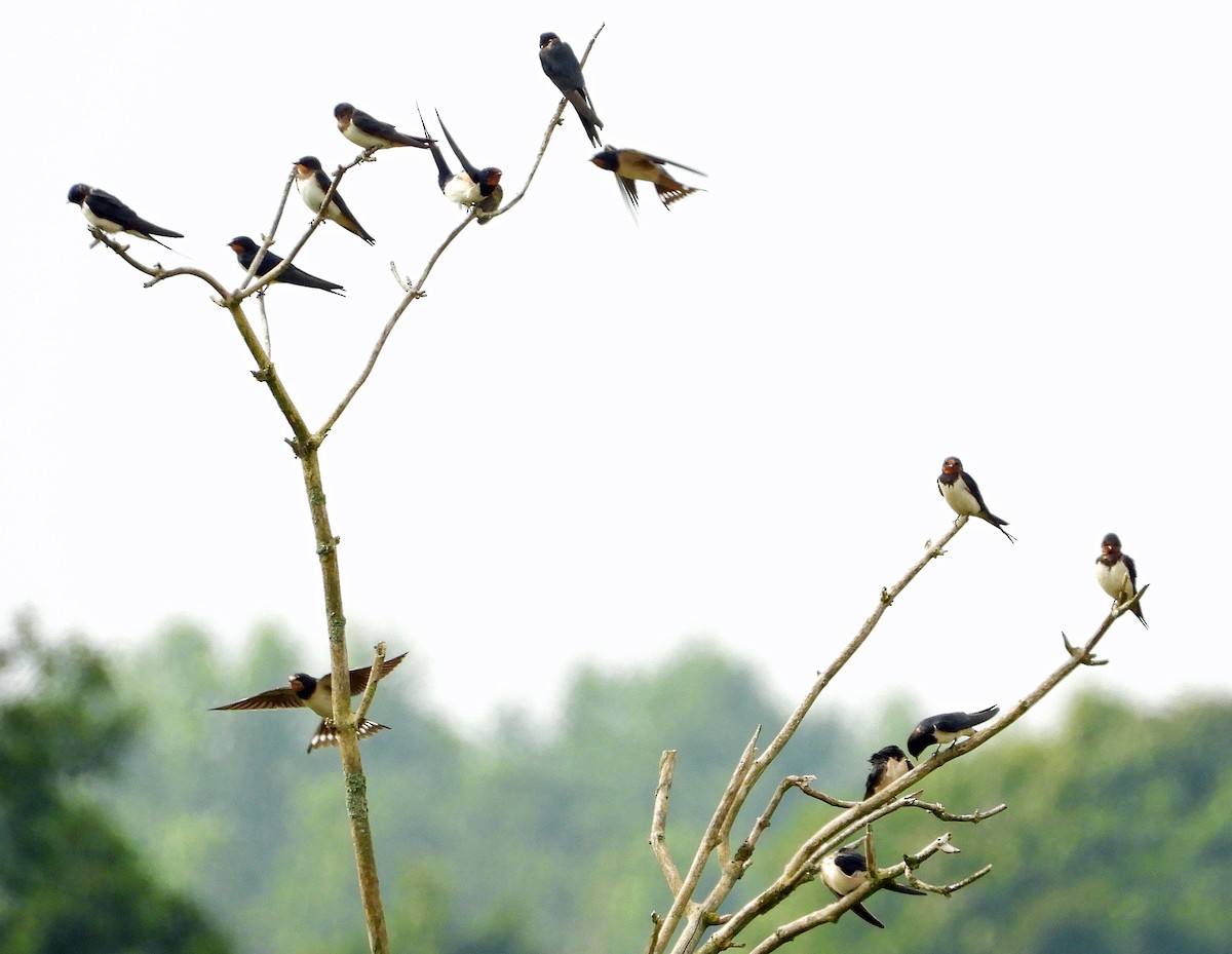 Hirondelle rustique - ML604235061