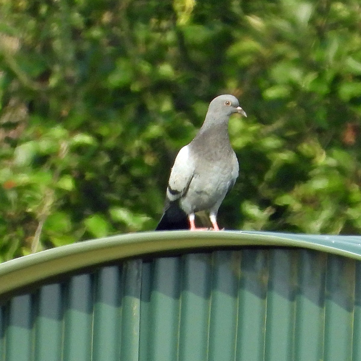 Pigeon biset (forme domestique) - ML604235191