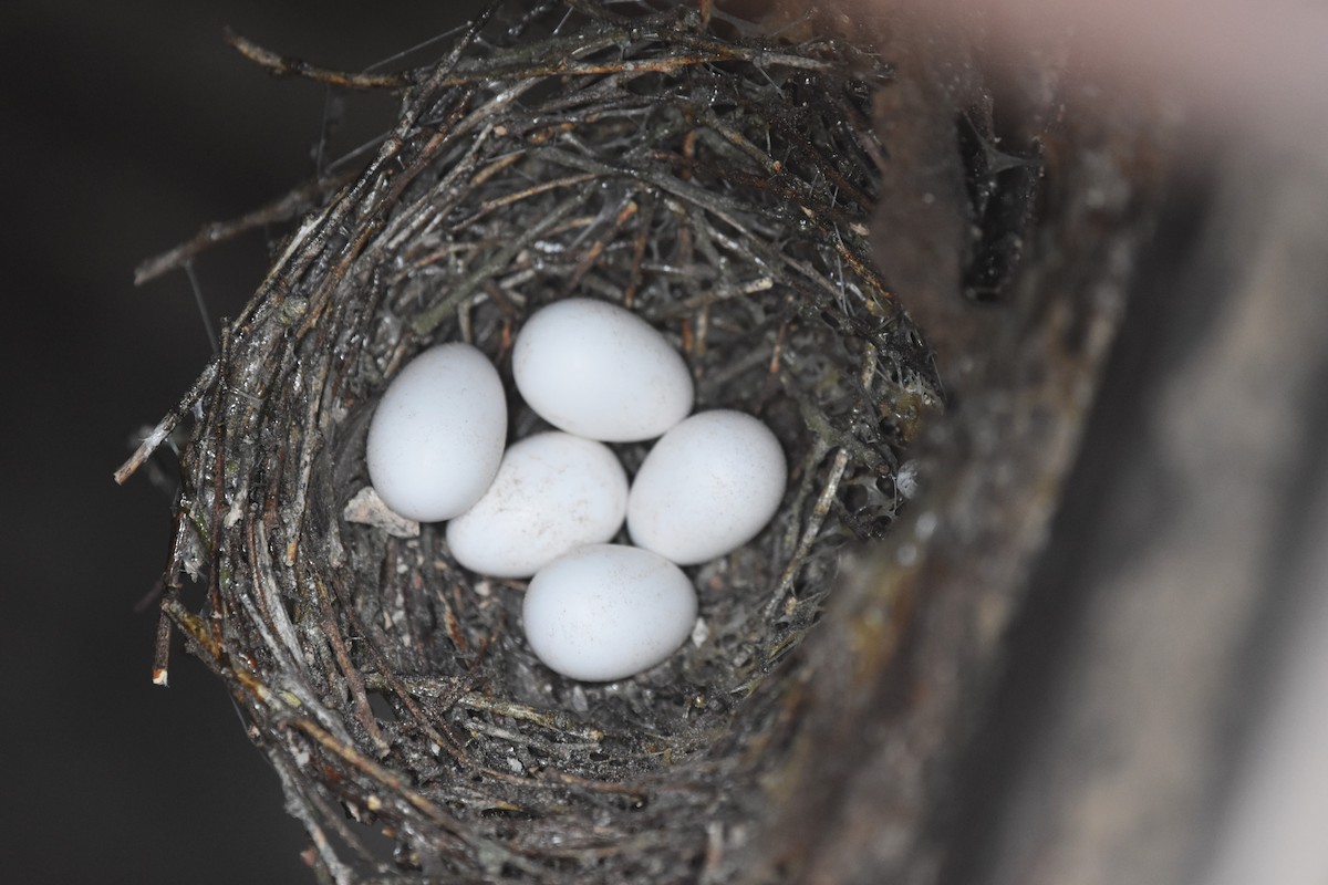Chimney Swift - Justin  Nation