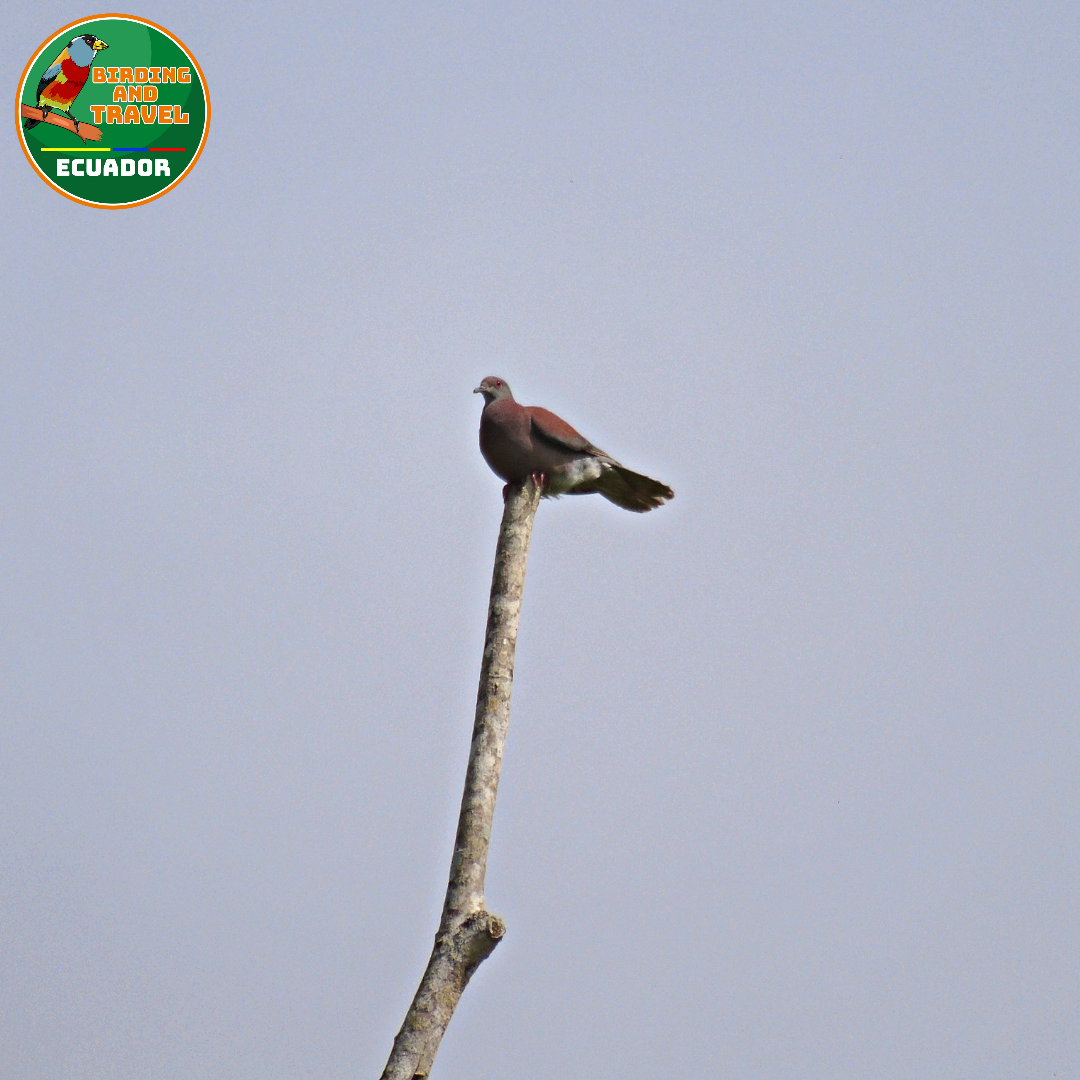 Pale-vented Pigeon - ML604236451