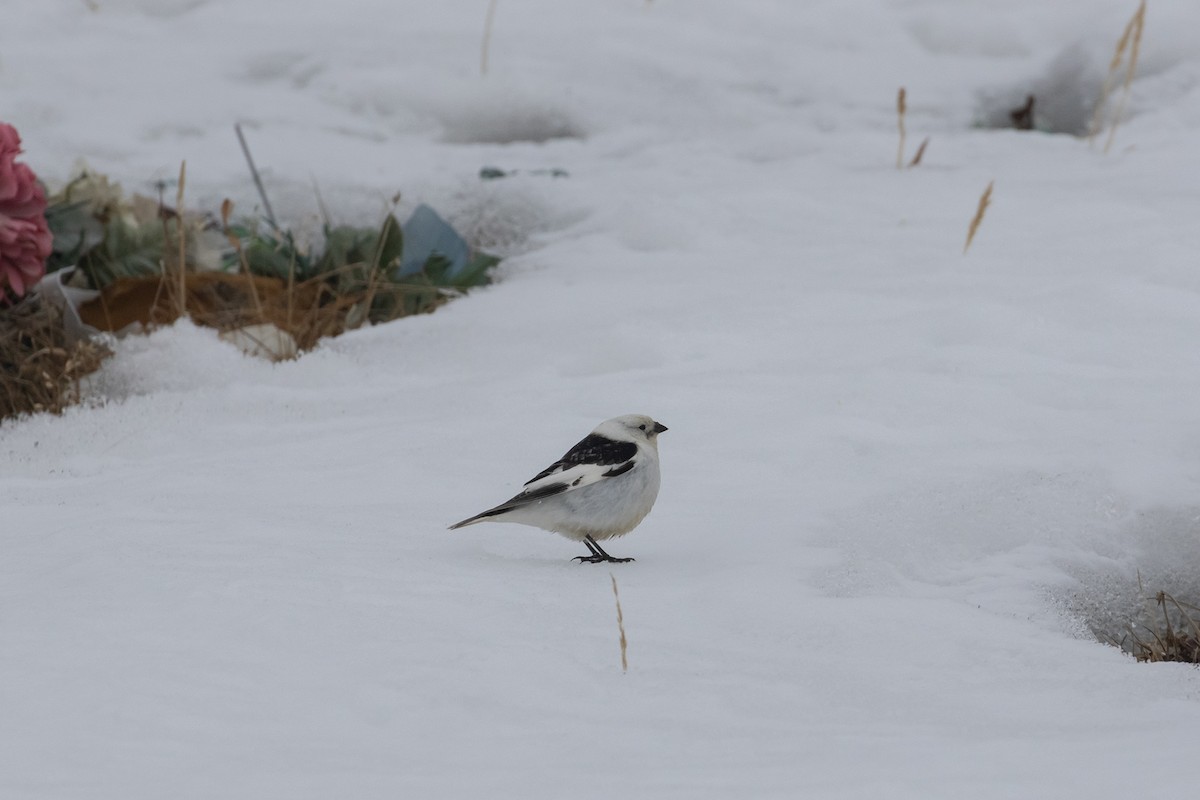 Snow Bunting - ML604238141