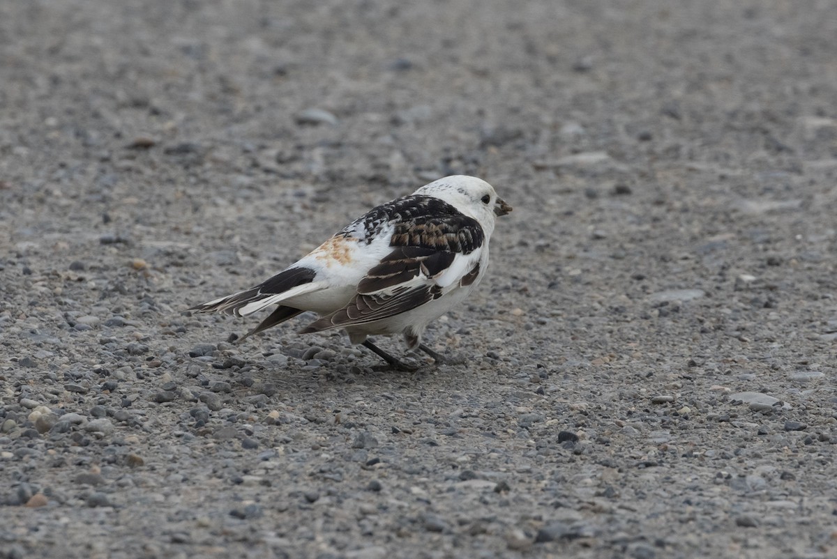 Snow Bunting - ML604238151