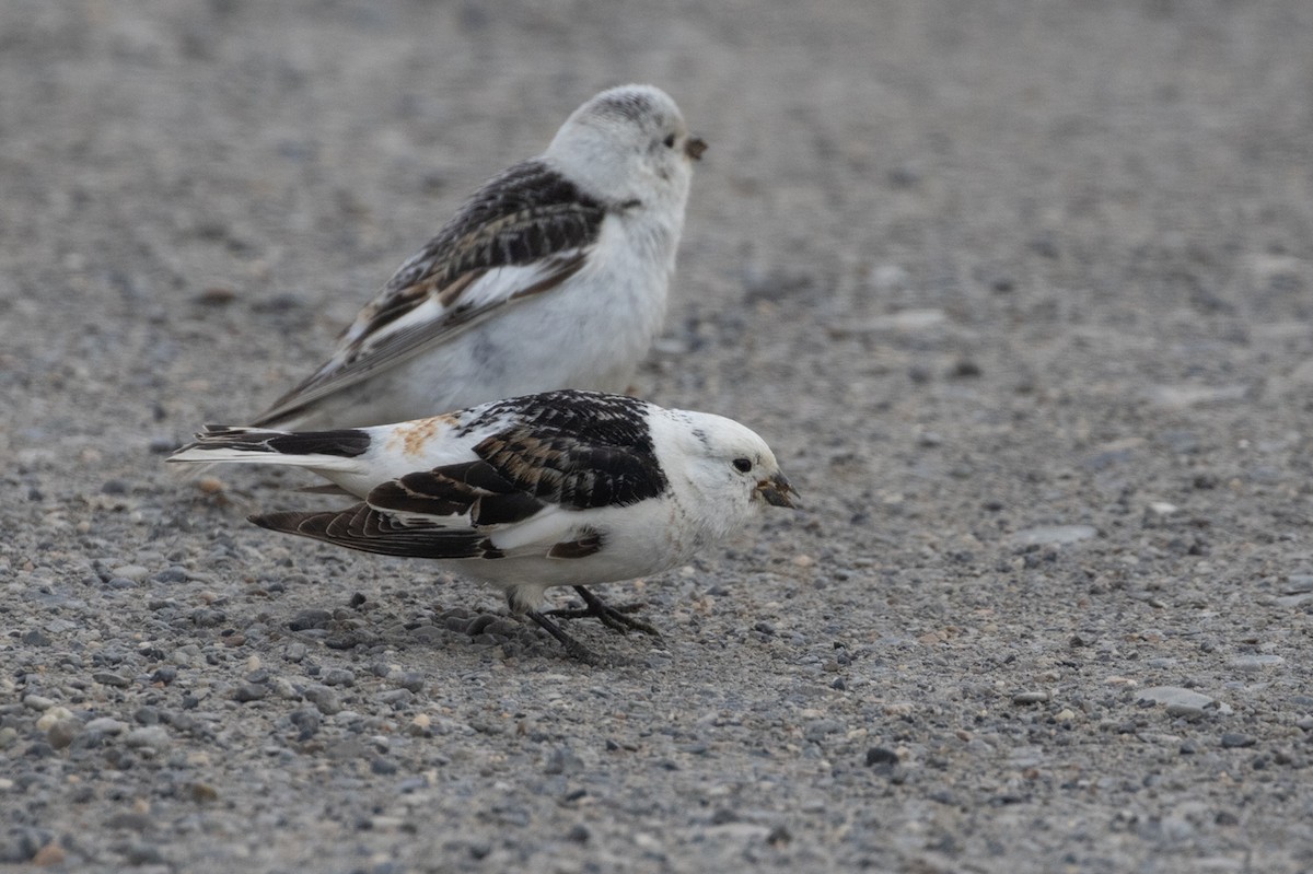 Snow Bunting - ML604238161