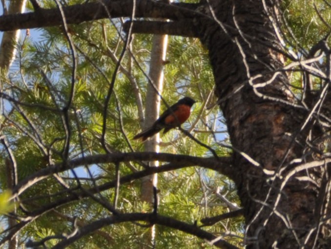 Slate-throated Redstart - ML60423891