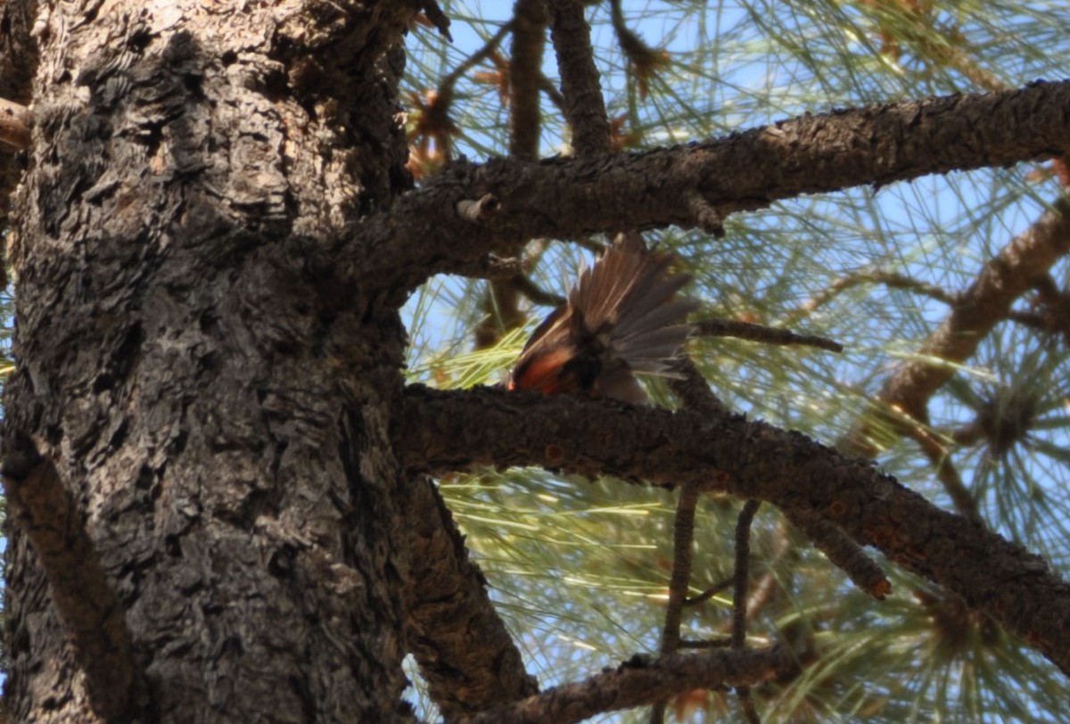 Slate-throated Redstart - ML60423901