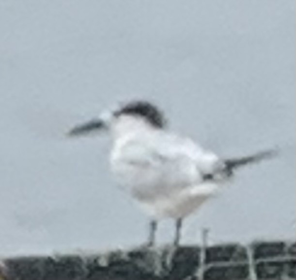 Sandwich Tern - ML604239751