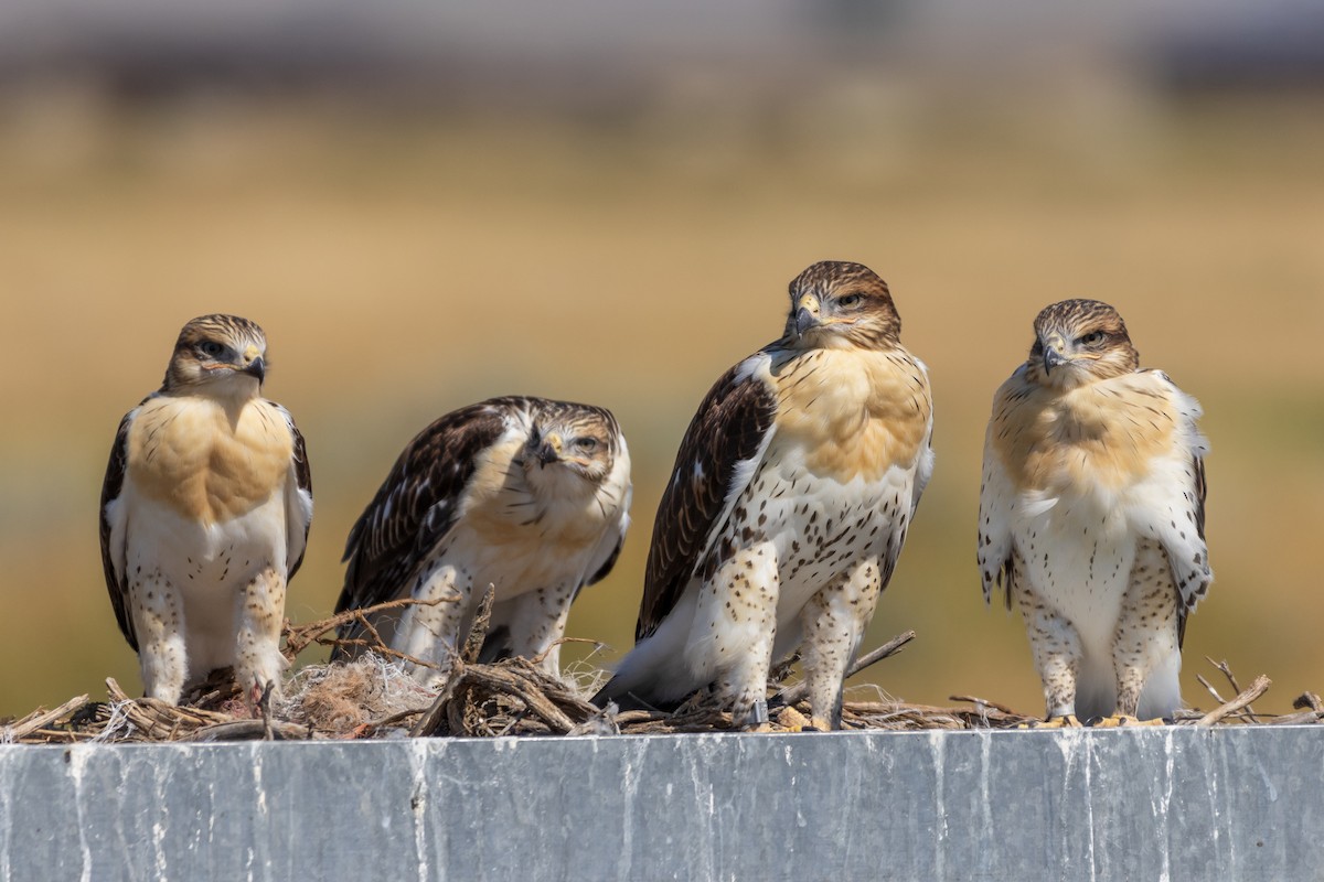 Ferruginous Hawk - ML604240611
