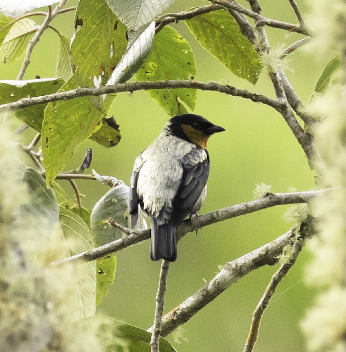 Silvery Tanager - joan garvey