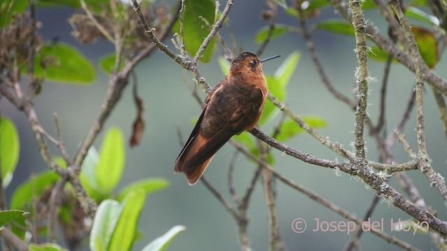 Colibri étincelant - ML604242081