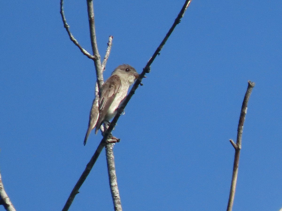 Olive-sided Flycatcher - ML604242381
