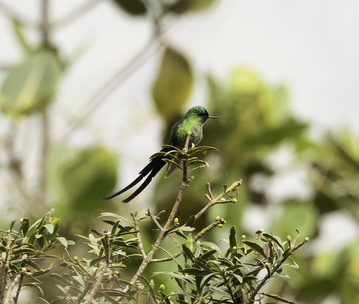 Long-tailed Sylph - ML604243631