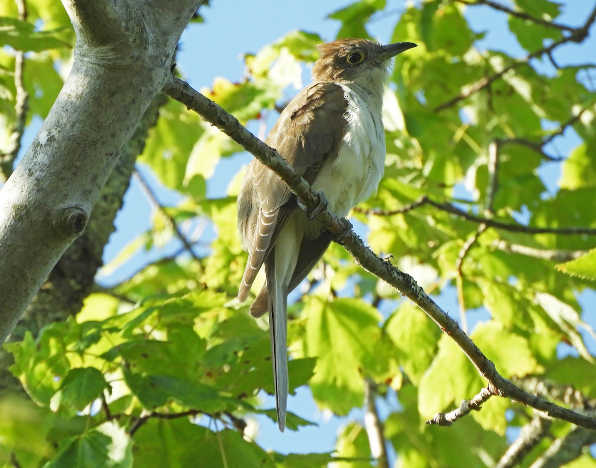 Black-billed Cuckoo - Ray Wershler