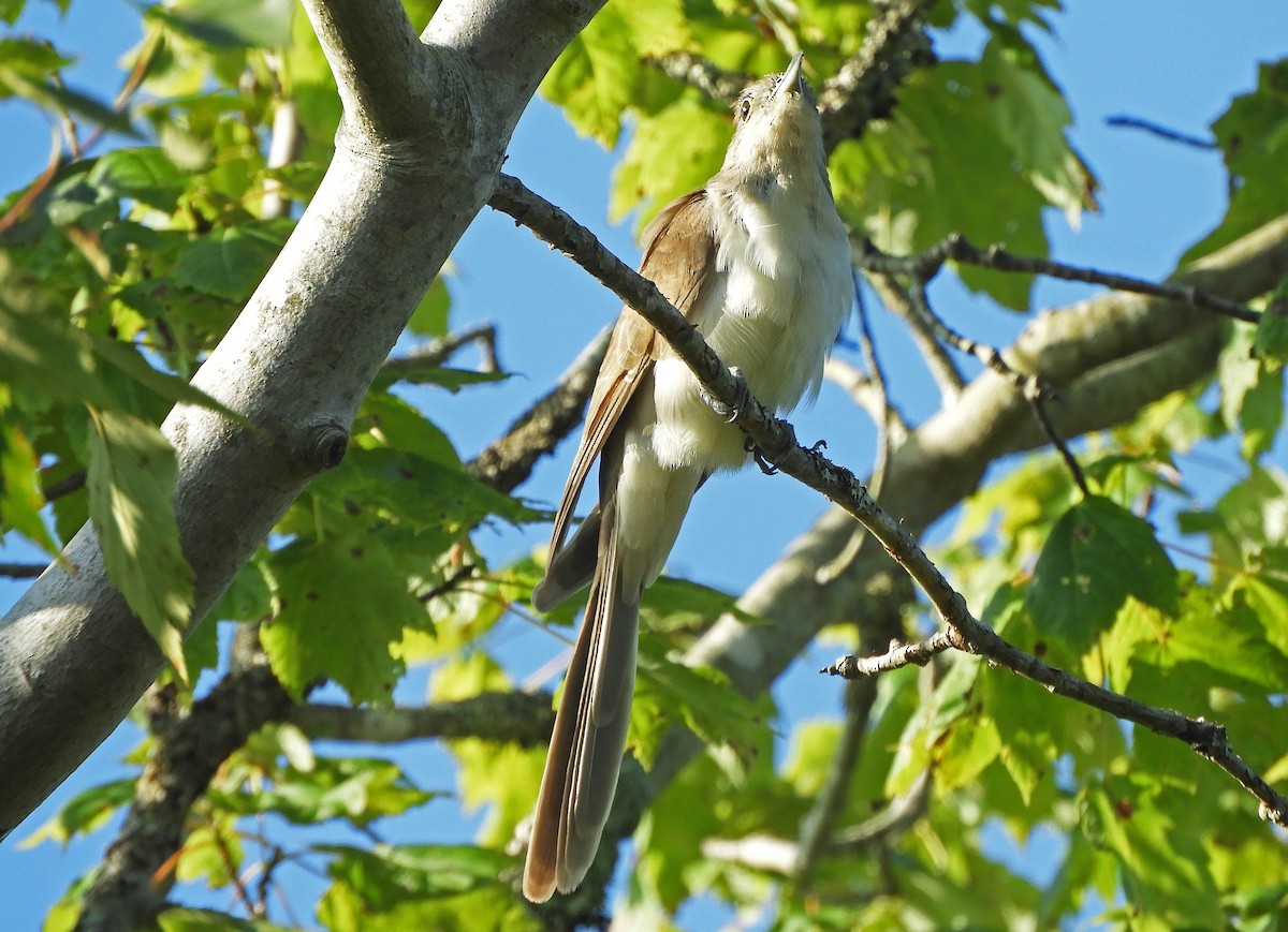 Black-billed Cuckoo - Ray Wershler