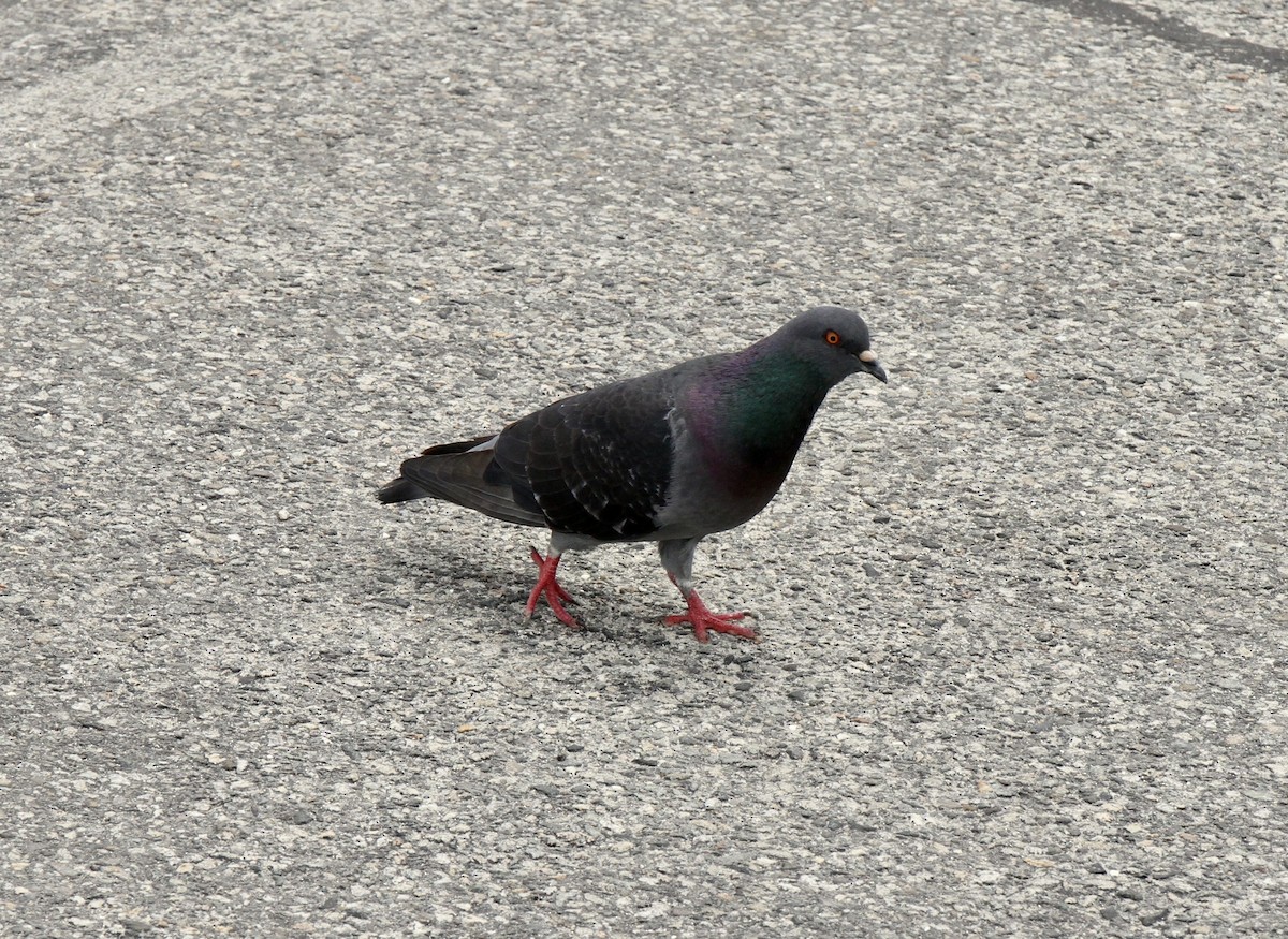 Rock Pigeon (Feral Pigeon) - ML604243941