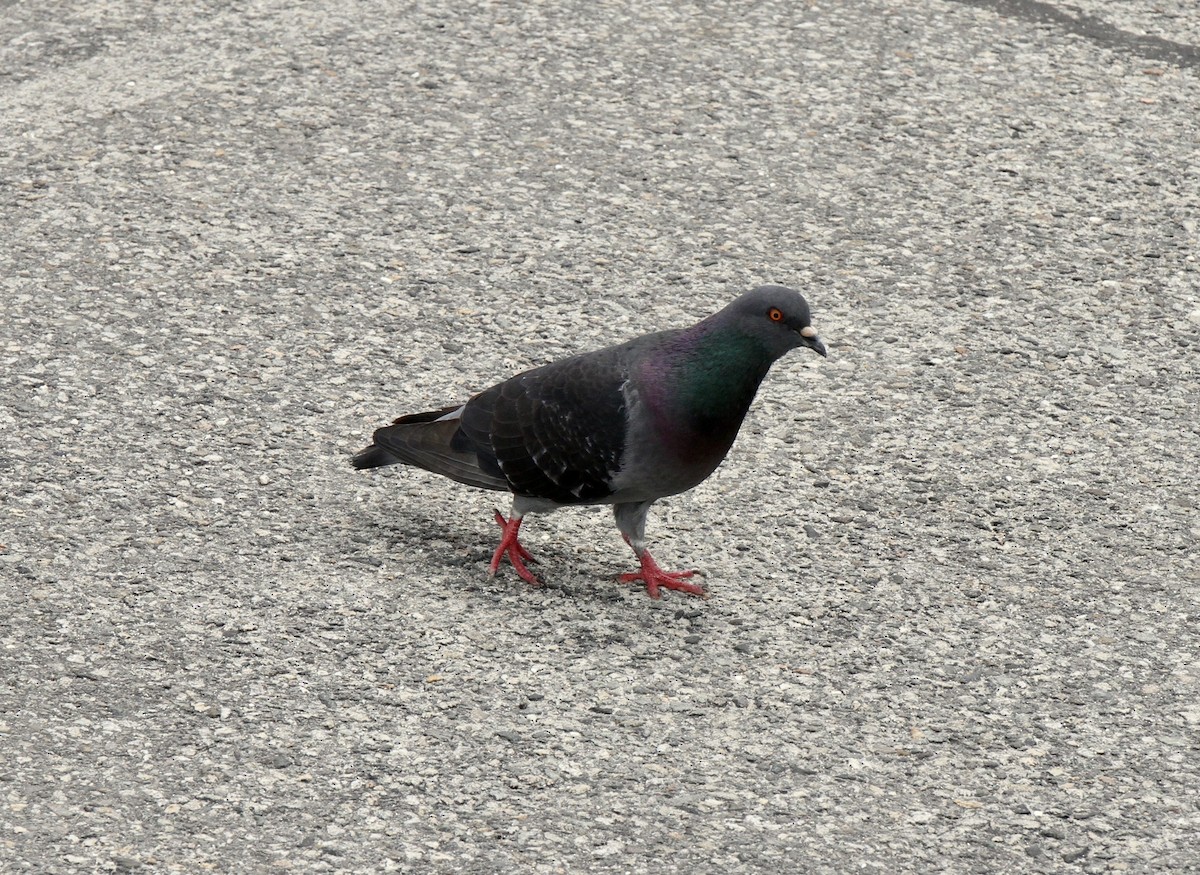 יונת בית - ML604243941